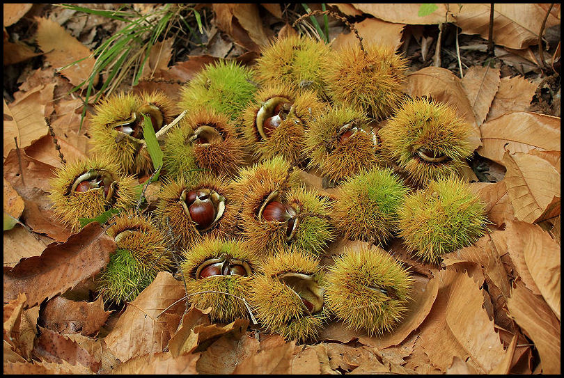 I colori dell''autunno...